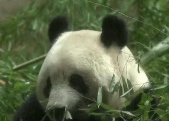 大熊猫香香回国香香出生,大熊猫香香回国后首次露面