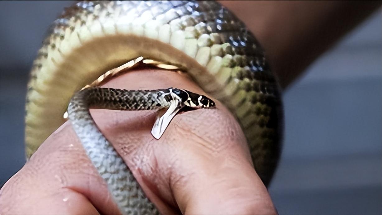 动物急救,动物急救视频大全