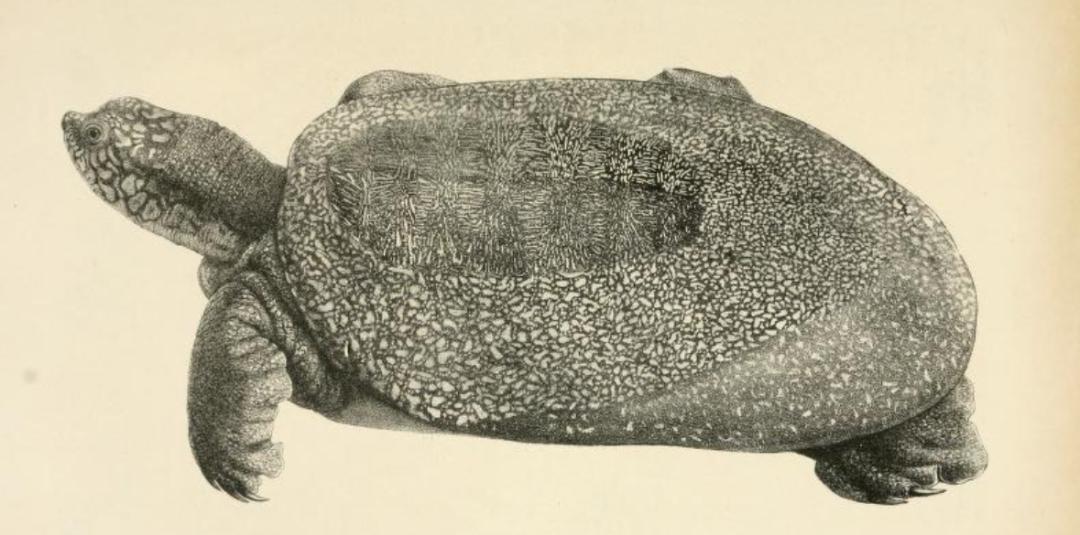 全球仅剩三只的中国神兽,全球只有三只的神兽