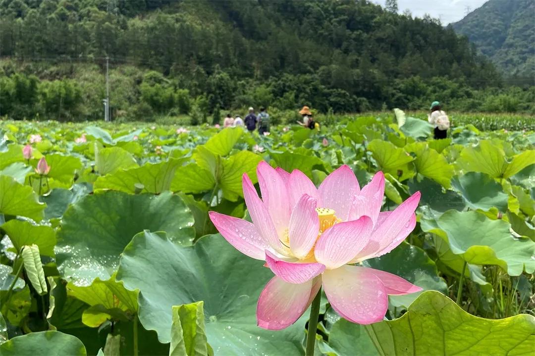 从化草埔村荷花游记,从化小杉村游玩攻略油菜花