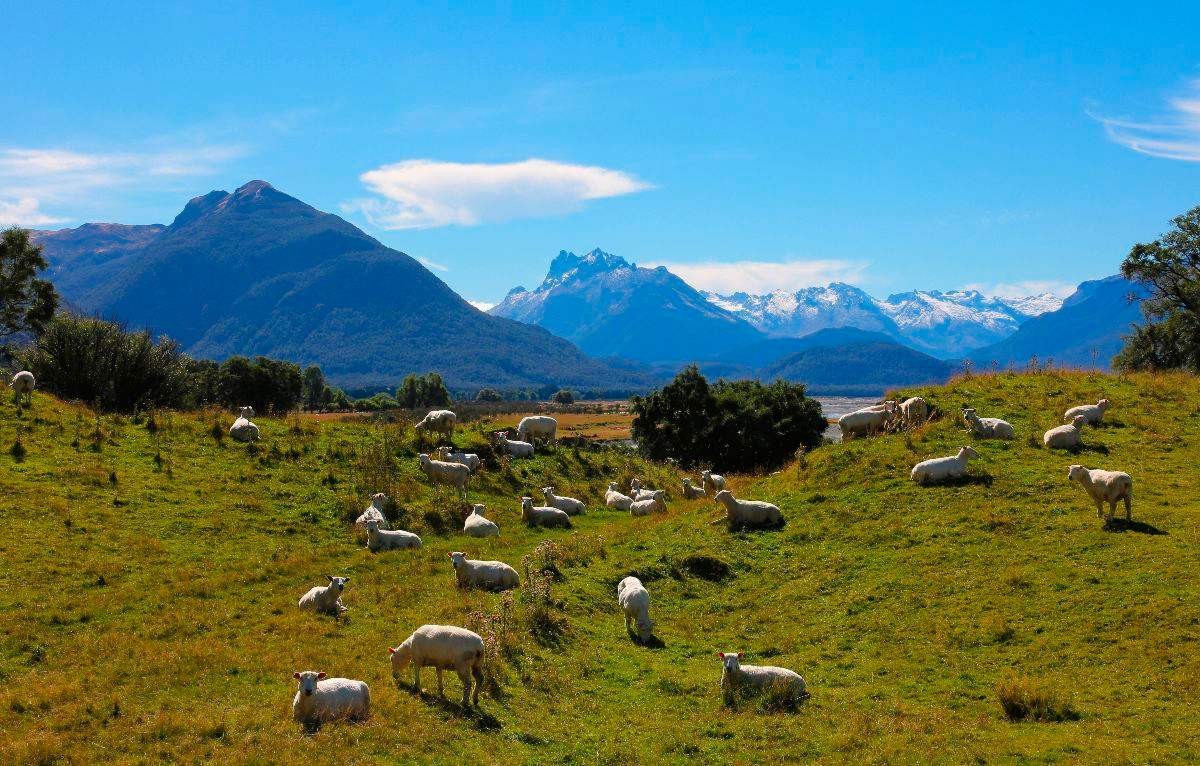 新西兰和中国打交道,新西兰对中国态度好吗