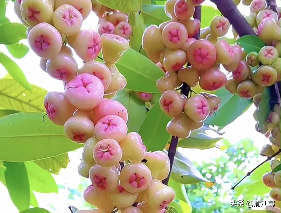 常用植物生长调节剂正确使用方法,植物调节剂喷后几个小时见效果