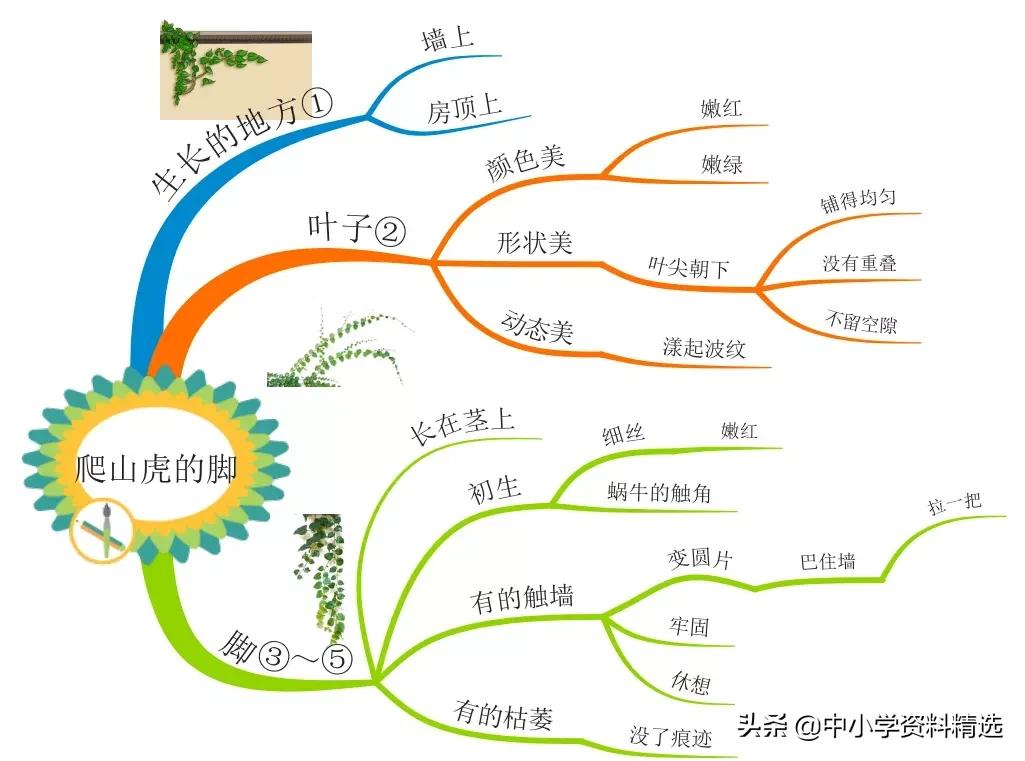 怎么画思维导图语文四年级上册,四年级思维导图语文简单漂亮上册