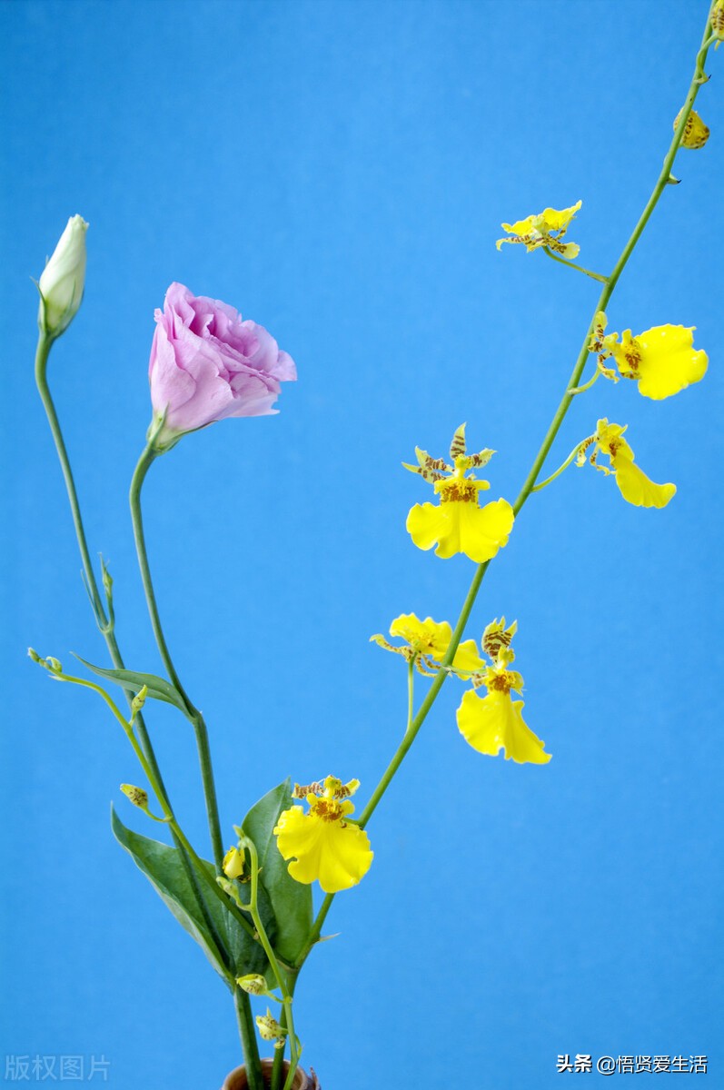 适合室内养耐阴的小型观赏花,好养的喜阴花有哪些室内