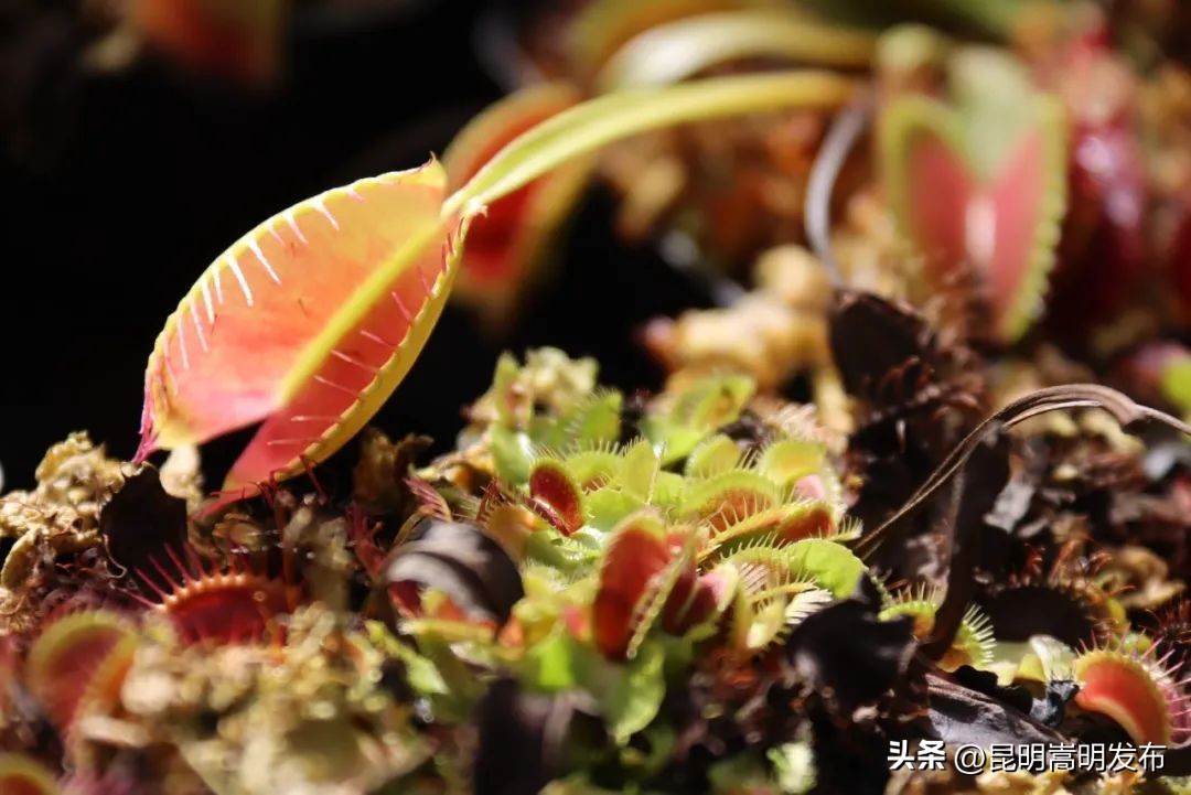 椋熻櫕妞嶇墿宓╂槑,鑺辫壓鏂板疇