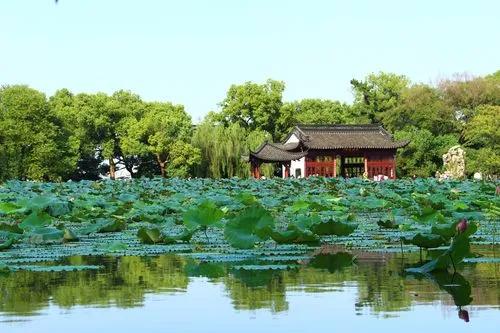 杭州西湖桂花美景,杭州西湖美景视频