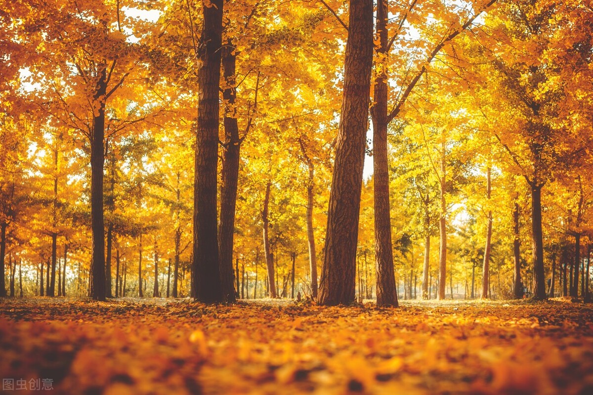 没想到济南的秋天竟然可以这样美,秋天济南哪个景区最美