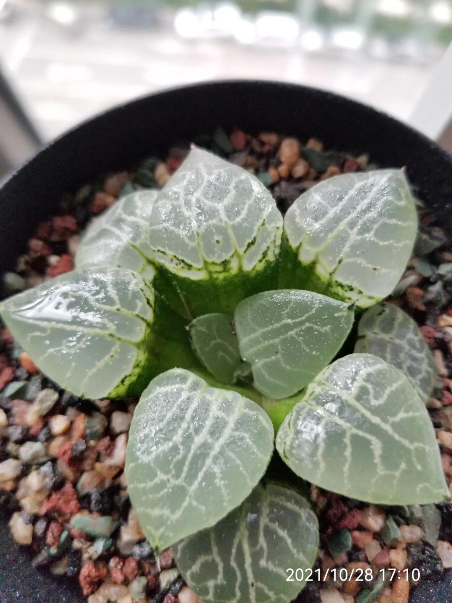 玉露种子怎么种,从种子开始种玉露