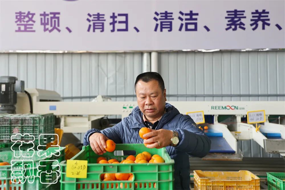 从0.6元到4元，优质优价能否引领农民种好果？