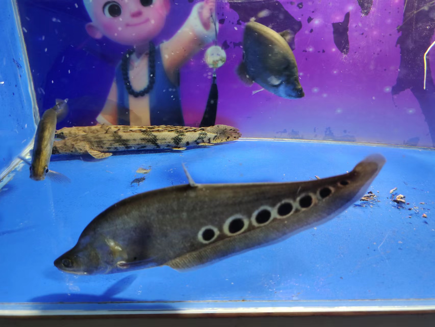 新鱼有白点会感染老鱼吗,热带鱼身上有小白点怎么办