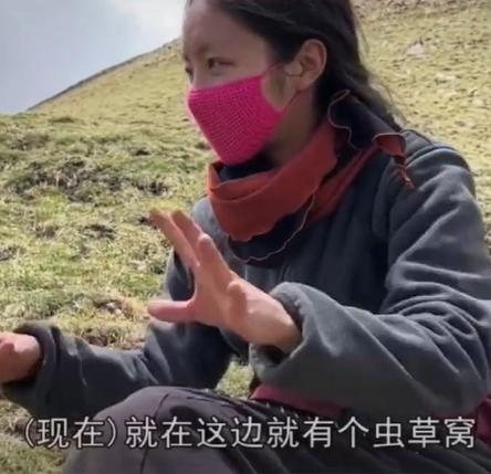 西藏虫草挖了一窝 (青海挖出最大虫草)