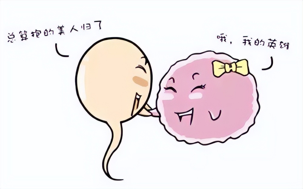 备孕须知怎么计算我的排卵期,备孕期间如何判断排卵期到了