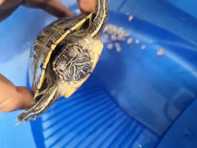 巴西龟白眼肺炎用什么治,巴西龟白眼病干养能自愈吗