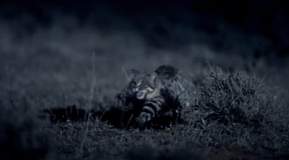 狸花小猫咪可爱视频,狸花短腿小猫咪可爱又萌的视频