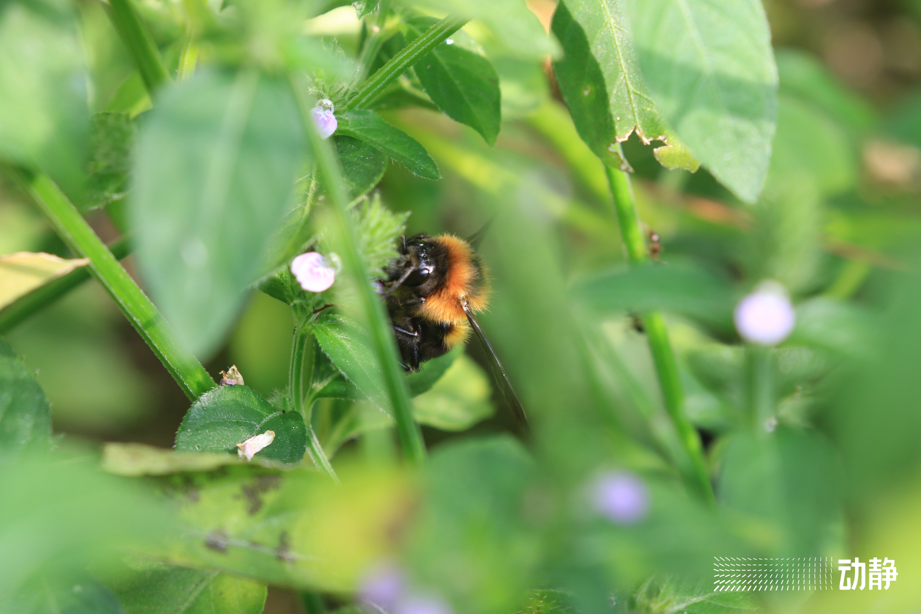 野性贵州有问必答丨蜜蜂界的“大个子”,又胖又萌,酿蜜筑巢样样行
