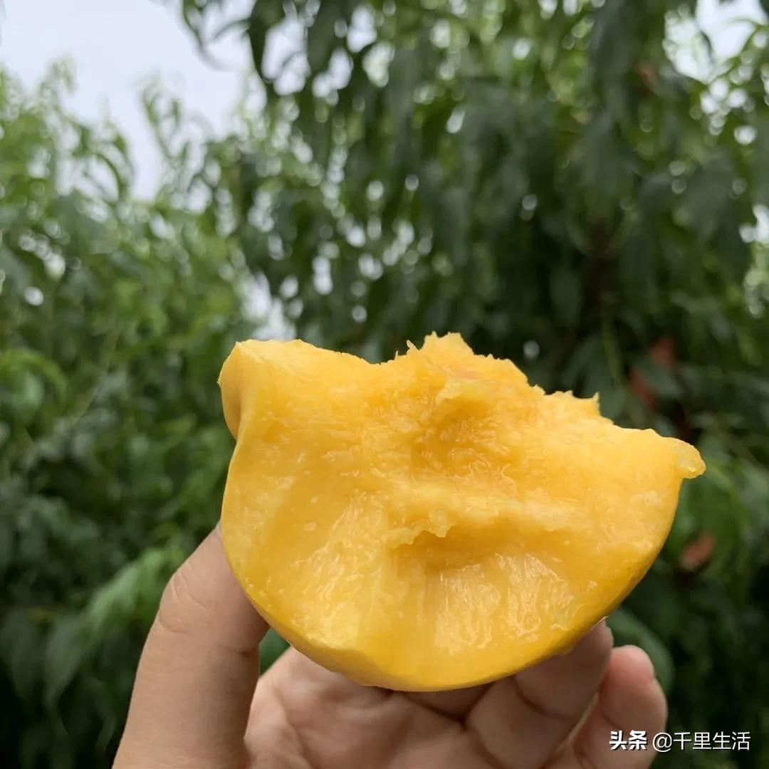 桃子熟了山东蒙阴黄桃,蒙阴蜜桃中国三大名桃