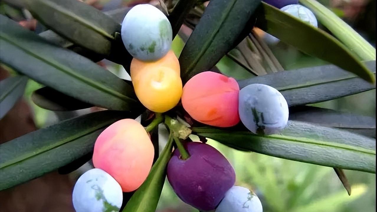 十八罗汉稀有价值,寿命最长的罗汉鱼