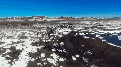 金丝野牦牛是几级保护动物,野牦牛属于国家几级保护动物