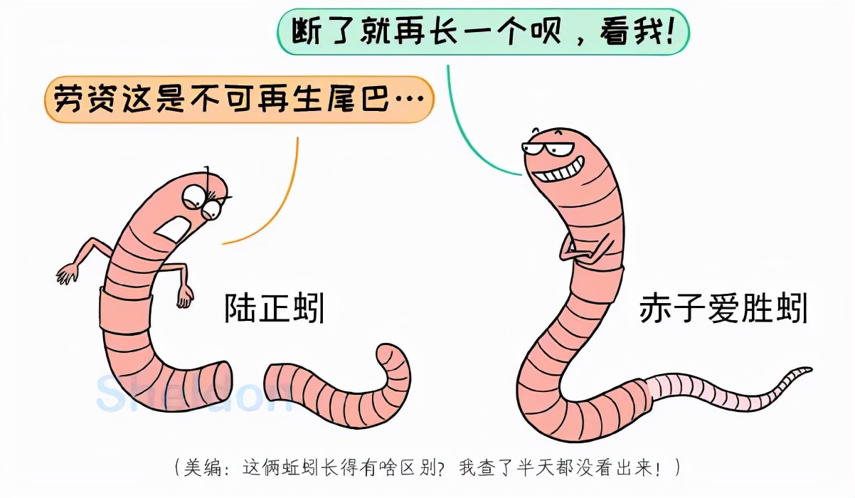 隐私部位也可能寄生！蚂蟥不小心吃下肚，会在人体内长期存活吗？