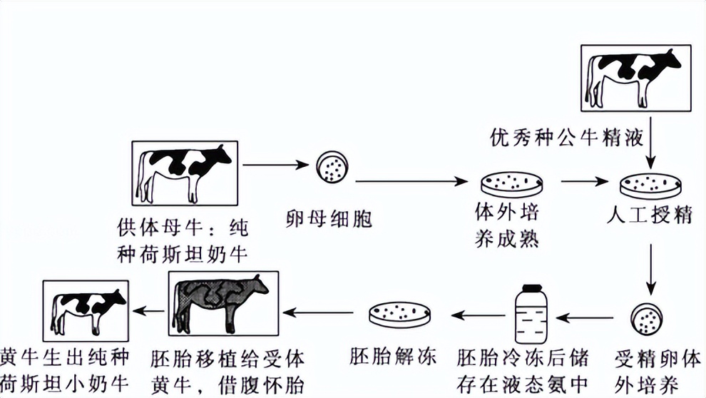 对牛毛色遗传影响：夏洛莱×荷斯坦种群中，真黑素与黑素的稀释