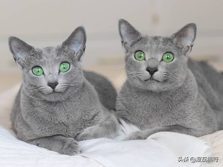 俄罗斯蓝猫法国蓝猫英国蓝猫,欧系俄罗斯蓝猫
