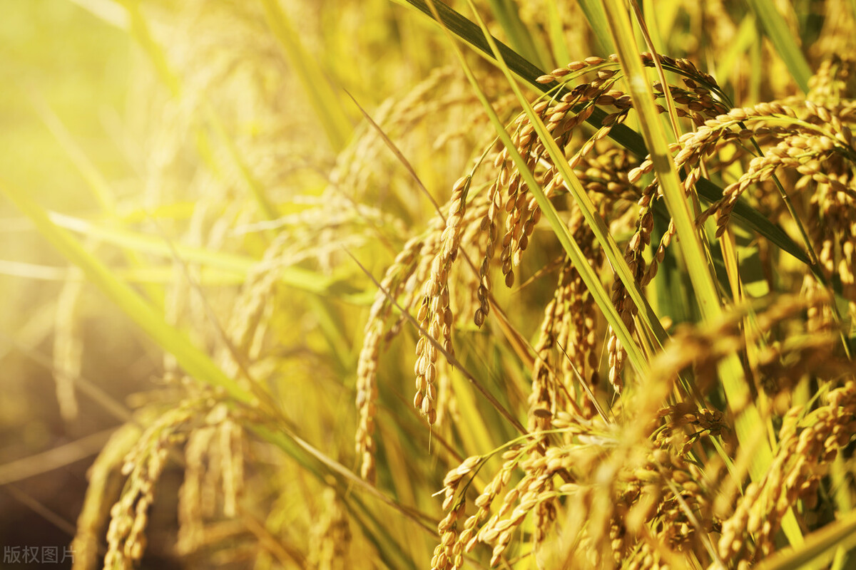 国内的泰国香米是真的吗,泰国香米是真的还是假的