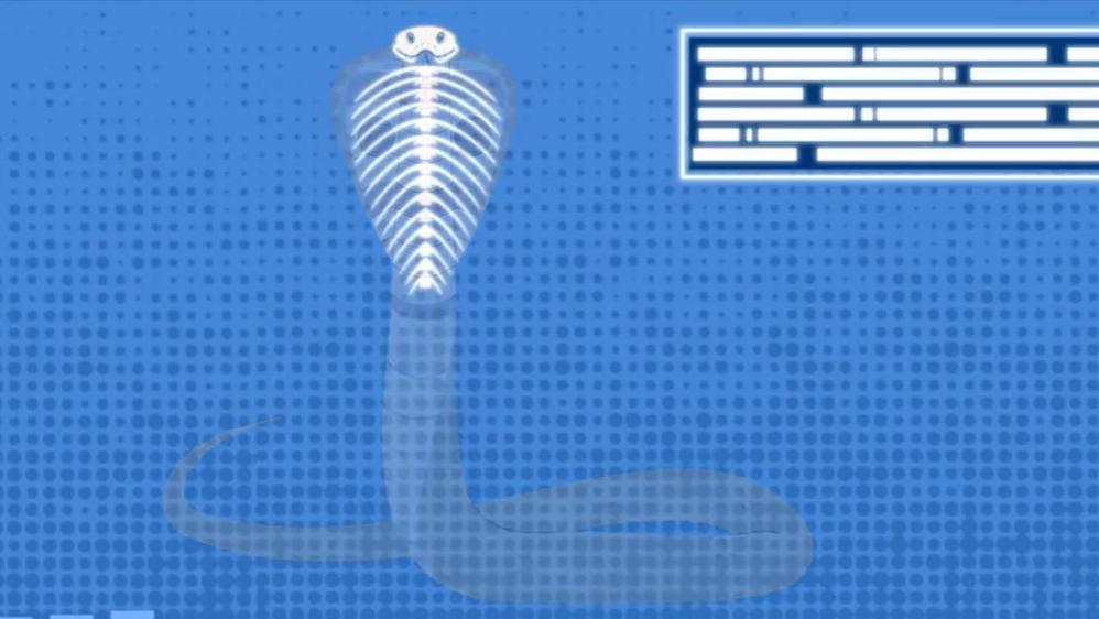 盘点十种神奇动物的价格,盘点五种有巨毒的生物