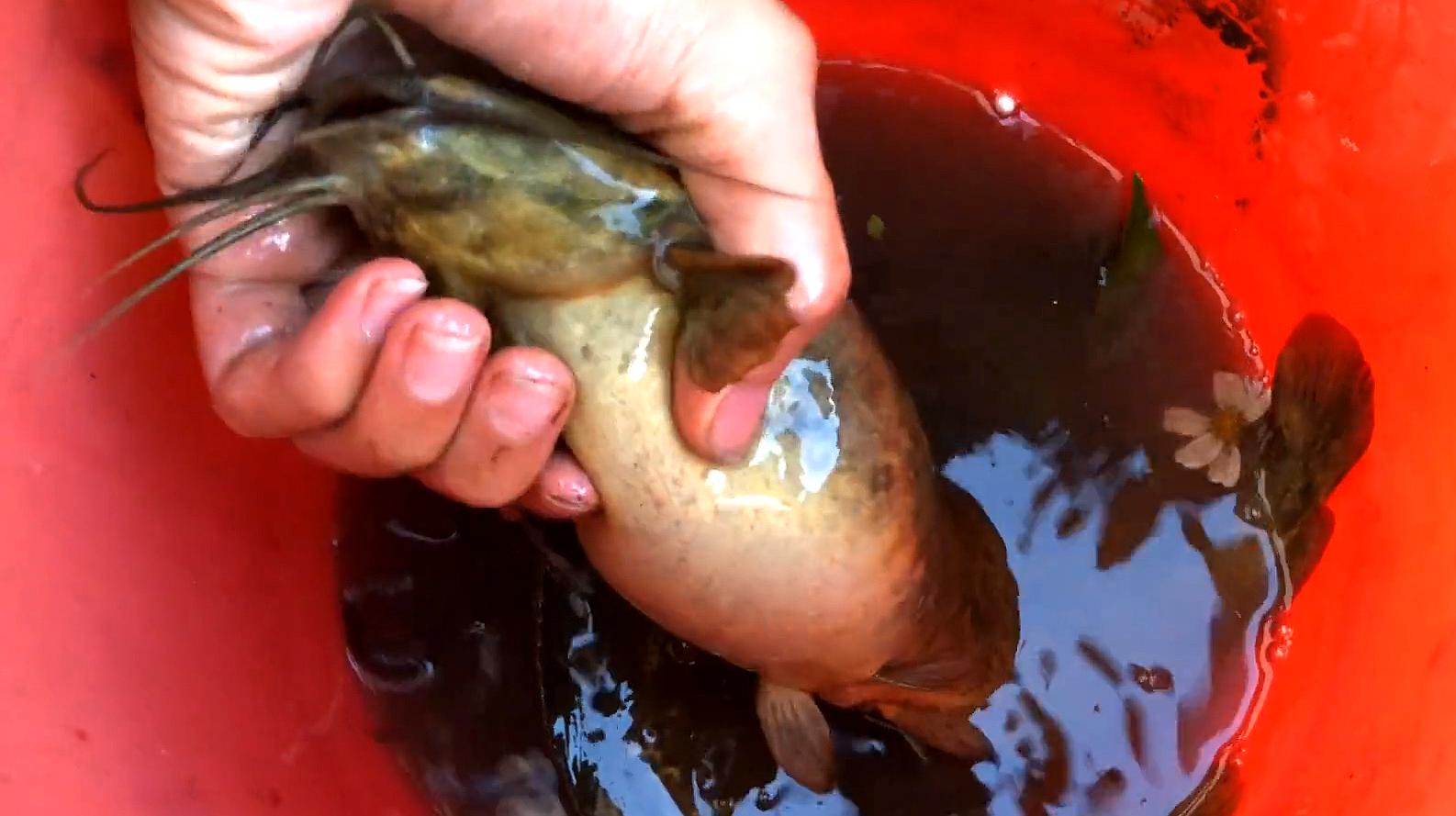 广西老乡在池塘捕获大量花星鱼，广东网友：太羡慕了，这鱼可好吃