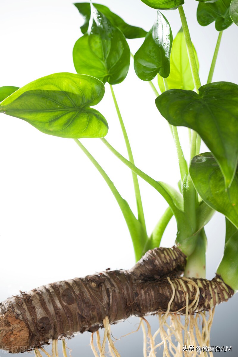 客厅摆放什么绿植好看又好养,客厅最适宜摆放的绿植