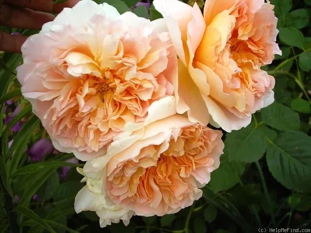 从“运茶快船（TeaClipper）”到英国人对中国茶叶的狂热