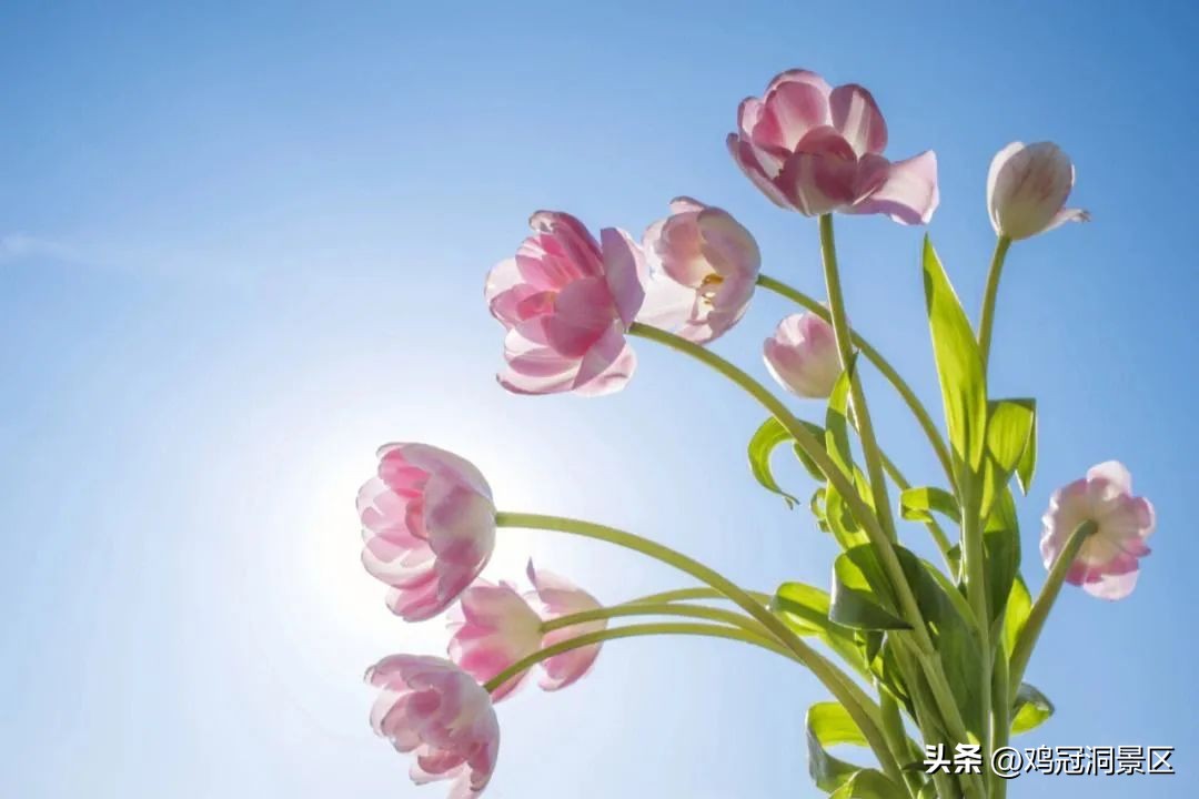 郁金香玫瑰花语是什么,金色郁金香花语和寓意