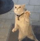 什么是girlcrush风格,girlcrush为什么那么漂亮