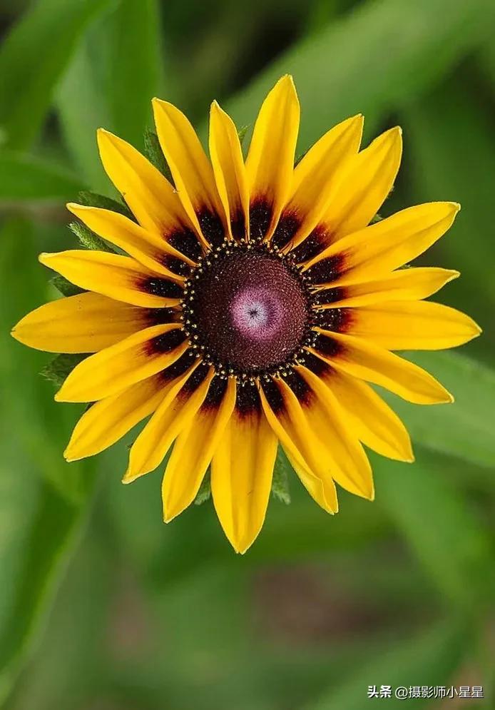 梵高向日葵拍摄,梵高向日葵欣赏视频