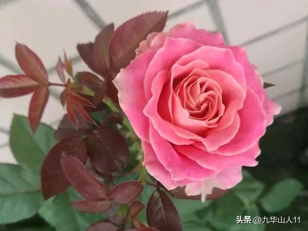 微型月季嫁接最佳品种,丰花微型月季品种有哪些