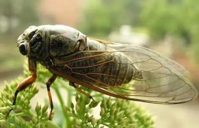 步韵诗七绝100首,七绝步韵山林初雪四首