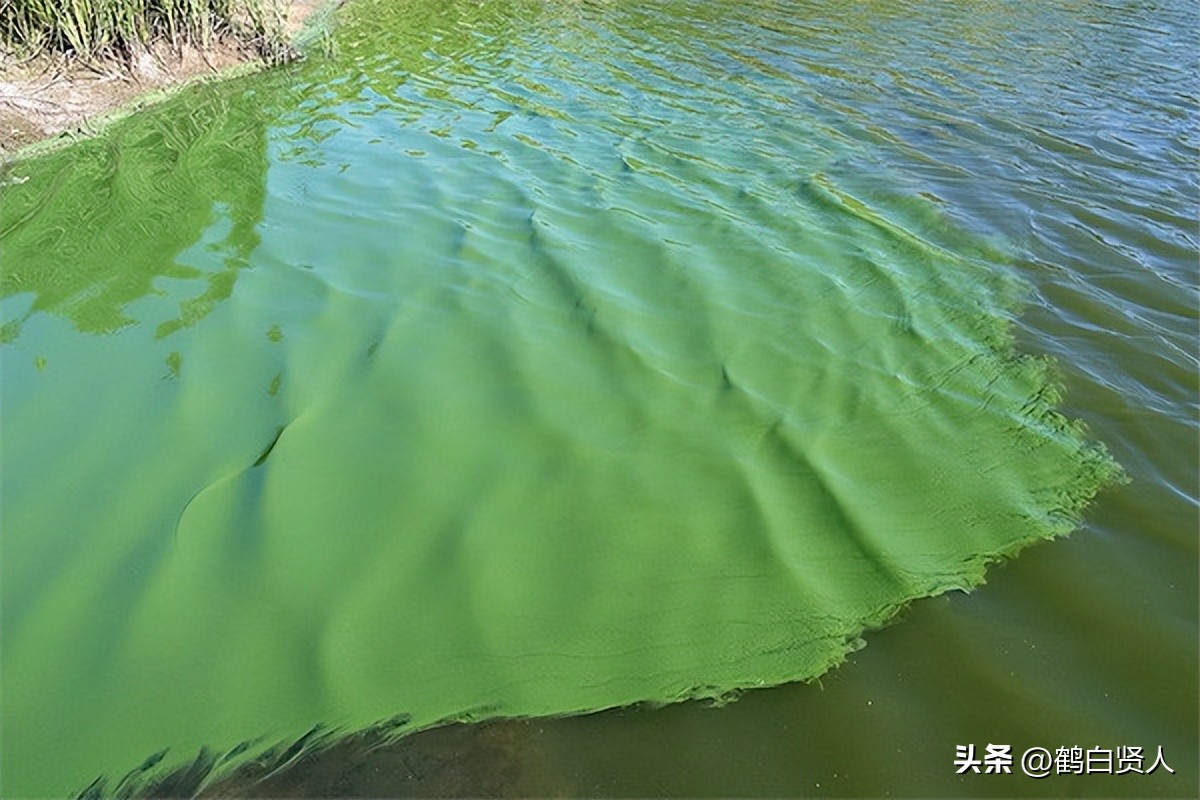 蓝藻的前世今生,蓝藻前世今生