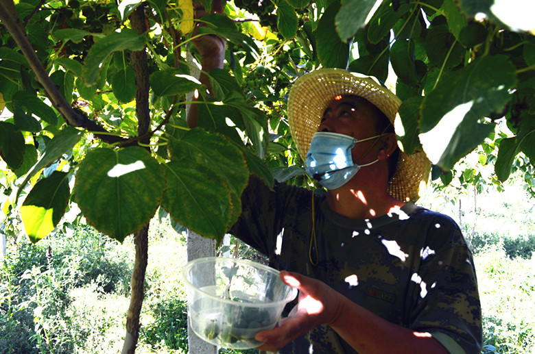 好“丰”景丨*疆新**兵团四师：特色水果俏市场