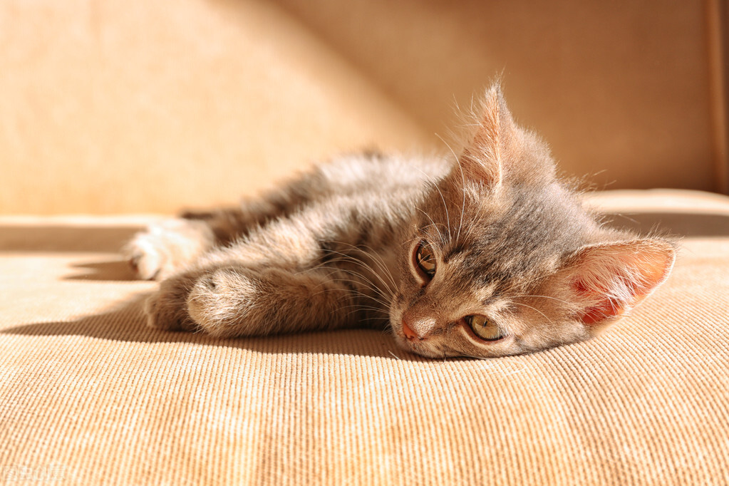 12年养猫经验教你如何治疗猫癣,关于猫癣的诊断与治疗