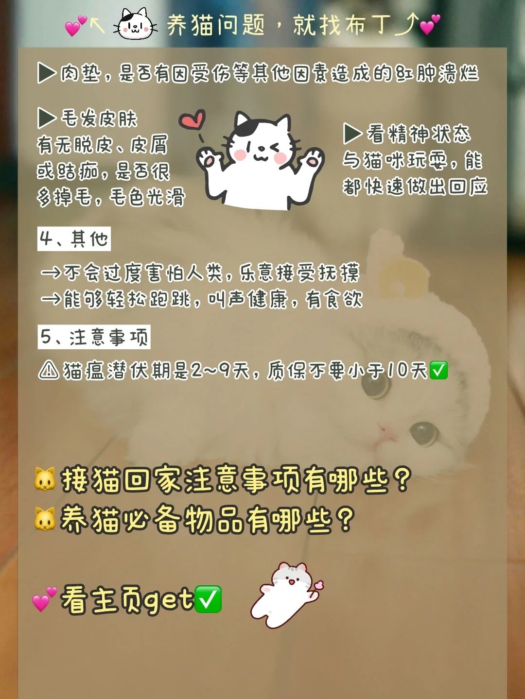 新手养猫选择哪个品种猫,养猫新手选哪一种猫便宜性格好