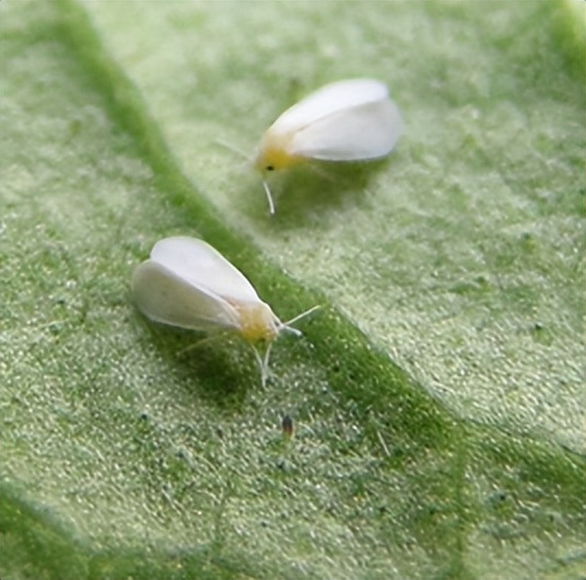 杀虫效果持久的农药,杀虫好的药物