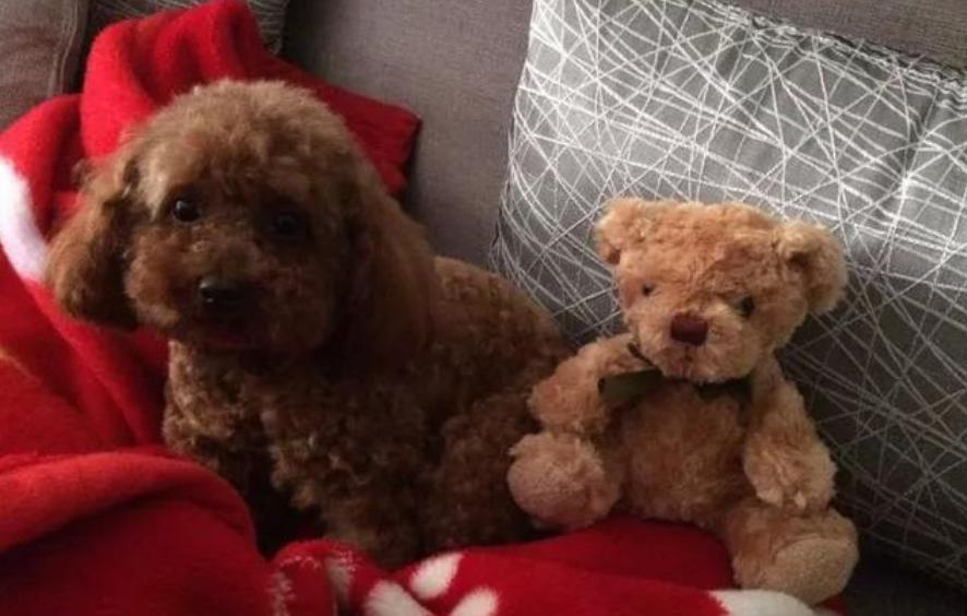 泰迪狗狗拉稀带有血是怎么治疗,泰迪狗狗拉稀排除犬瘟细小