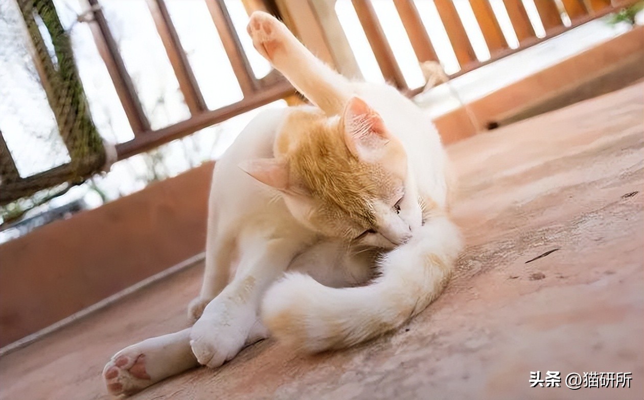 猫咪睡着了总尿床是怎么回事,猫咪总是尿床怎么办已绝育