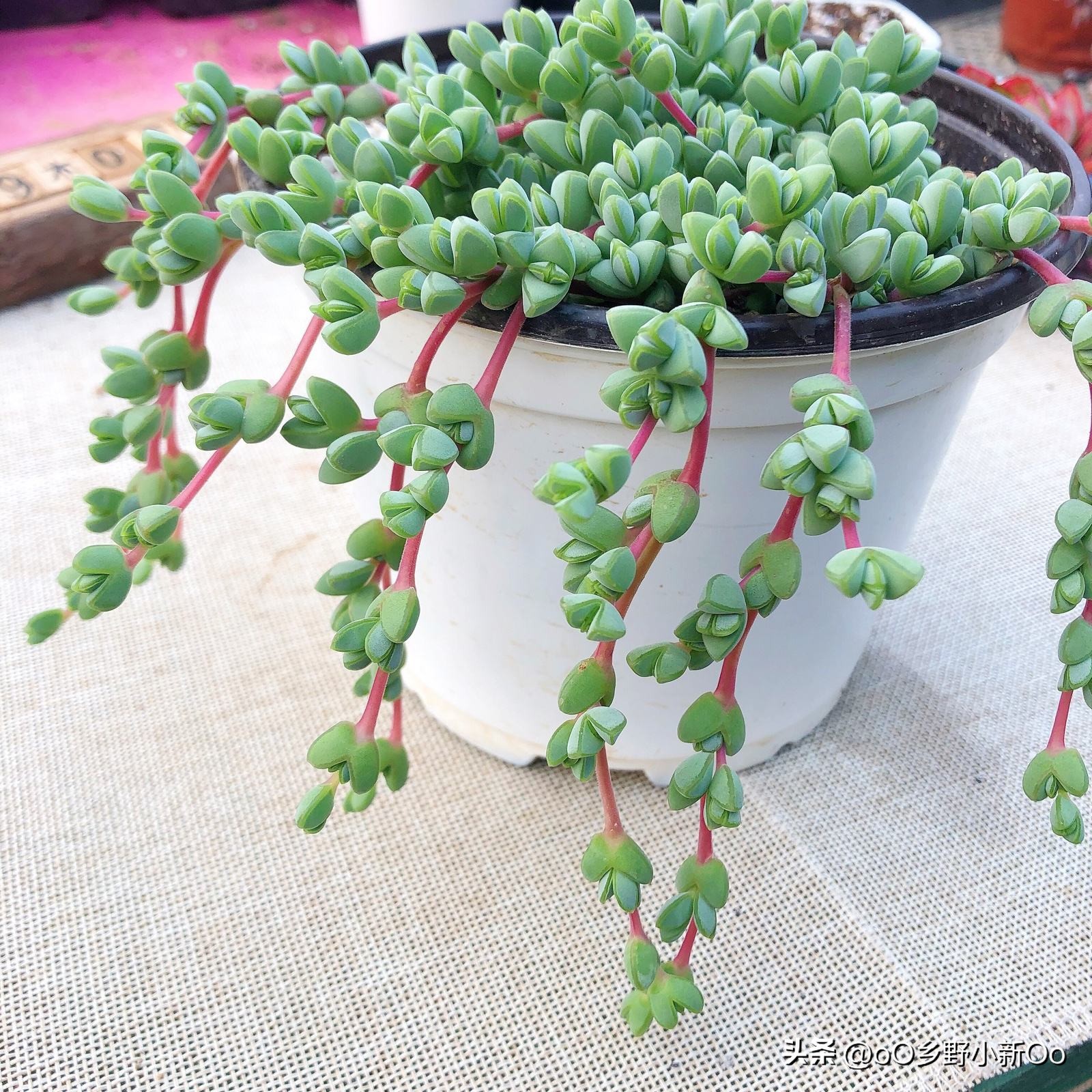 碧玉养殖方法和技巧,碧玉的养殖方法和注意事项