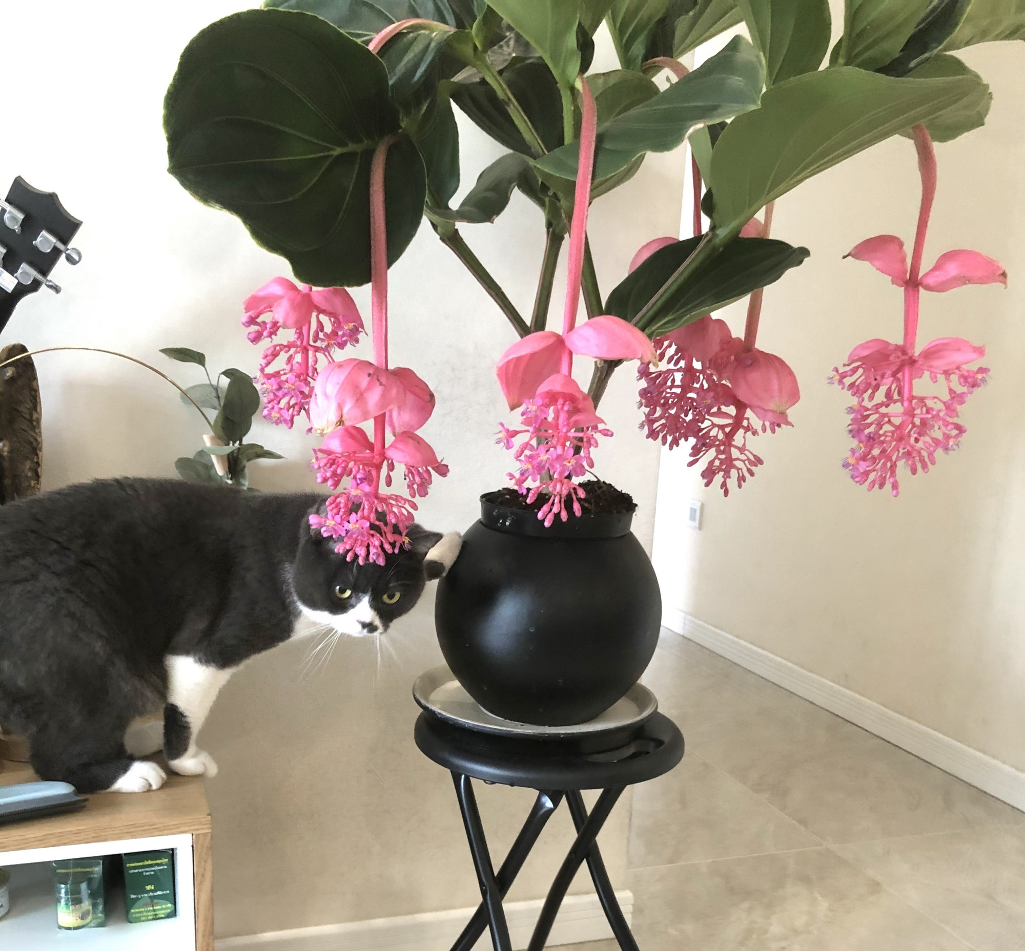 10种名贵花,什么名贵的花最好养