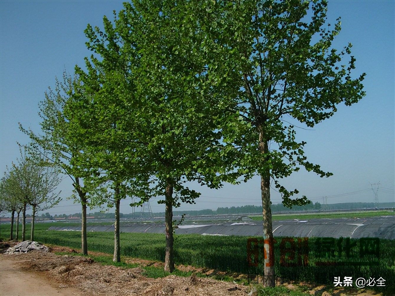 当前苗木市场如何发展,当下苗市紧缺的品种