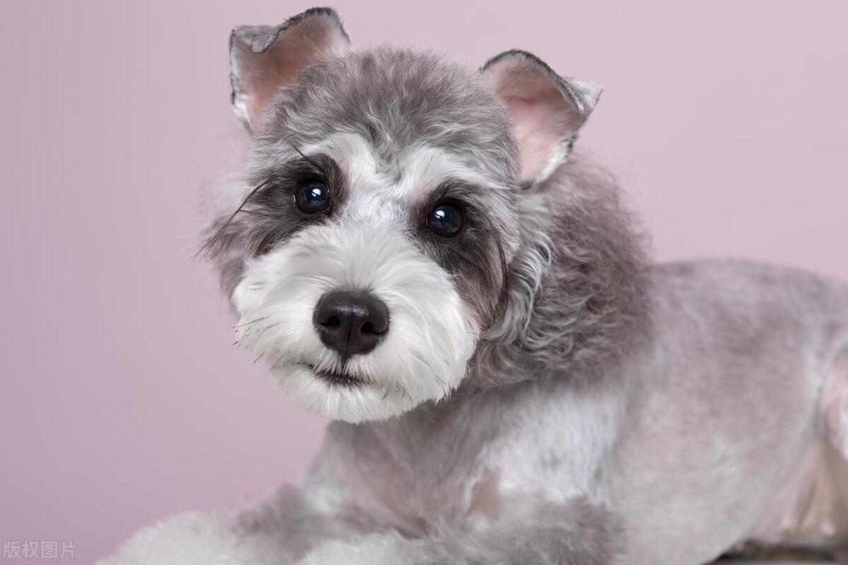 什么人适合养狗什么人不适合养狗,初次养狗的新手养什么狗比较好