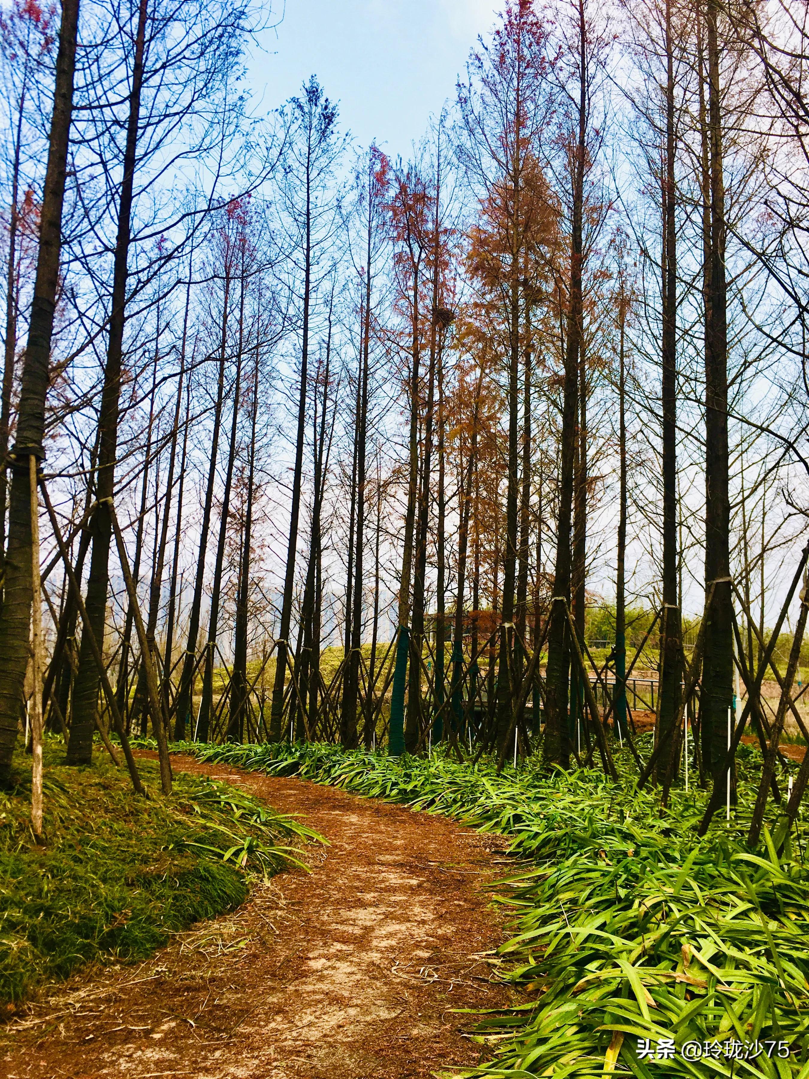 长沙风景美丽的篮球场,长沙王陵公园生态足球场