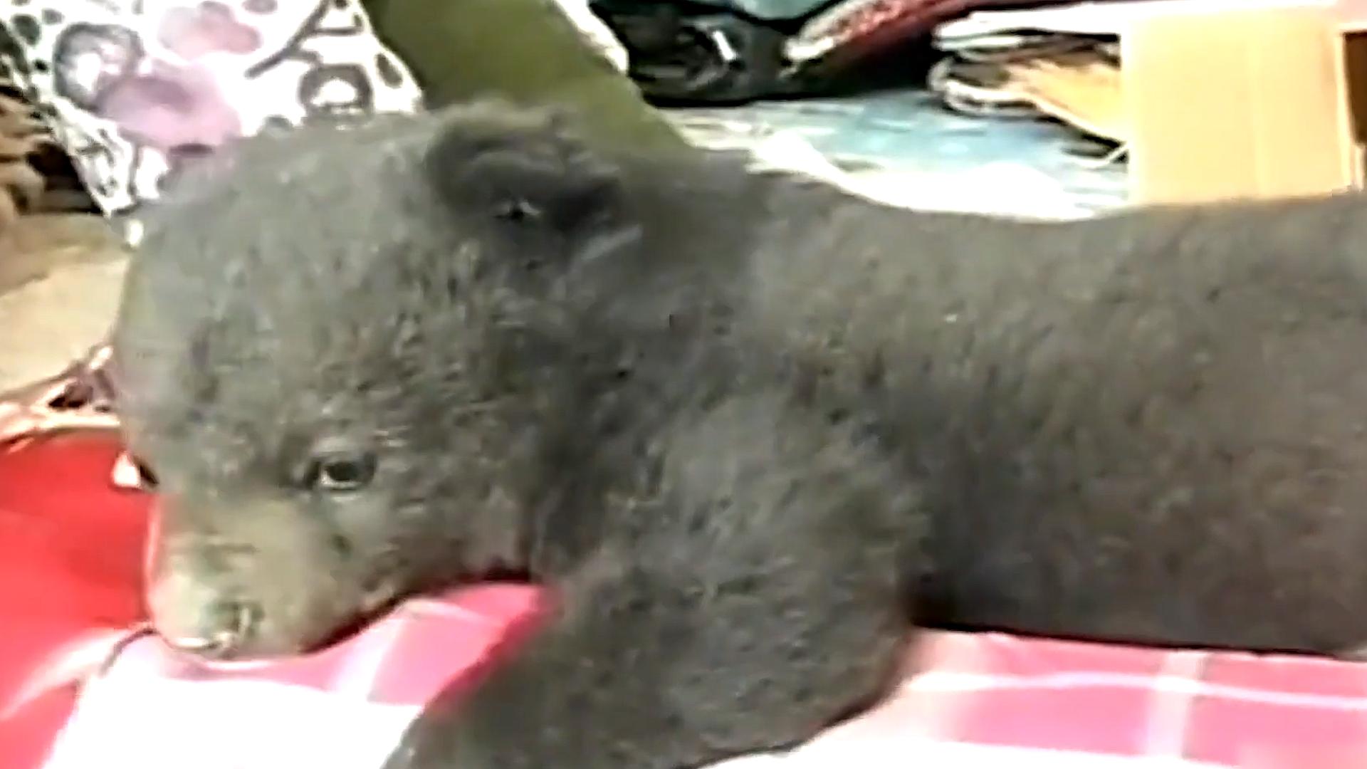 辽宁村民发现被遗弃的小黑熊后续,辽宁农妇收养熊后来放回大自然没