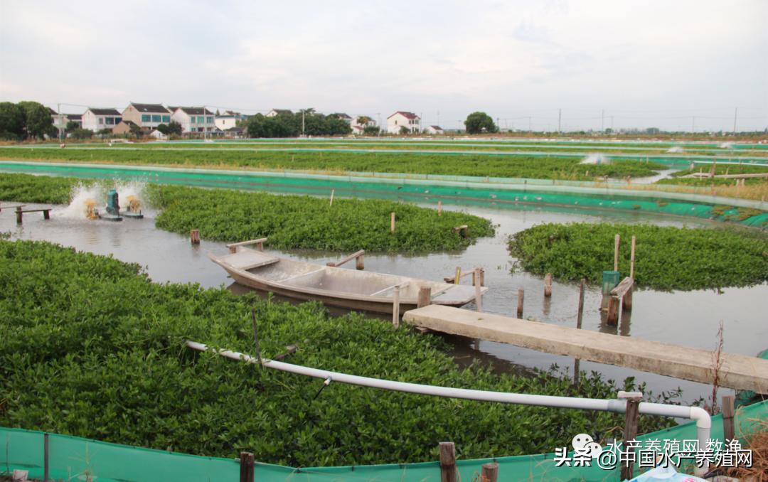 大闸蟹养殖技术与成本,养蟹技术大闸蟹