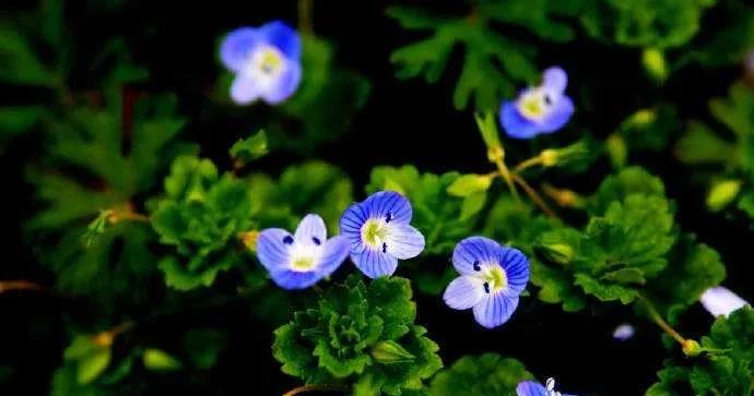 婆婆纳和水毛茛,婆婆纳相关诗句草色遥看近却无